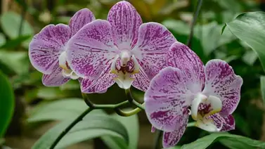 La subidera de precios "marchita" los viveros (+Fotos) La subidera de precios "marchita" los viveros (+Fotos)