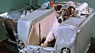La perra Laika se convirtió en el primer ser vivo lanzado al espacio un día como hoy
