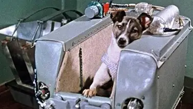 La perra Laika se convirtió en el primer ser vivo lanzado al espacio un día como hoy La perra Laika se convirtió en el primer ser vivo lanzado al espacio un día como hoy