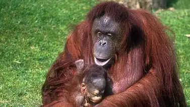 Descubren una nueva especie de orangután, formada sólo por 800 ejemplares Descubren una nueva especie de orangután, formada sólo por 800 ejemplares