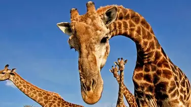 Describen una nueva especie de jirafa que vivió hace 9 millones de años Describen una nueva especie de jirafa que vivió hace 9 millones de años