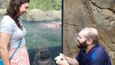 Le pide matrimonio a su novia en un zoológico y una hipopótamo le roba el momento