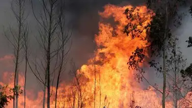 La muerte de un herido eleva a 45 los fallecidos en los incendios de Portugal La muerte de un herido eleva a 45 los fallecidos en los incendios de Portugal