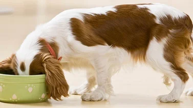 Conoce los beneficios de la avena en los perros