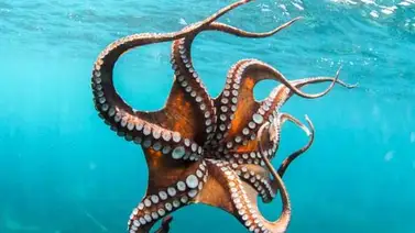 Investigadores idean un material de camuflaje que imita la piel del pulpo Investigadores idean un material de camuflaje que imita la piel del pulpo