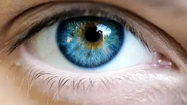 Conoce aquí varios datos curiosos sobre la vista (+Detalles) Conoce aquí varios datos curiosos sobre la vista (+Detalles)