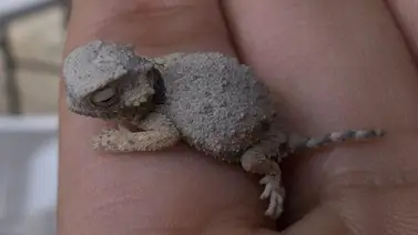 Foto de dragón pequeño se hace viral en Internet Foto de dragón pequeño se hace viral en Internet