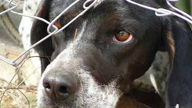 Parlamento de Panamá aprueba pena de cárcel para quienes maten a las mascotas