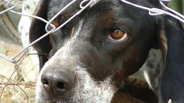Parlamento de Panamá aprueba pena de cárcel para quienes maten a las mascotas