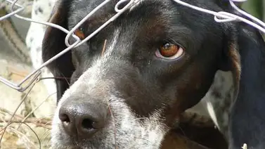 Parlamento de Panamá aprueba pena de cárcel para quienes maten a las mascotas Parlamento de Panamá aprueba pena de cárcel para quienes maten a las mascotas