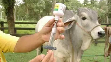 Colombia pedirá en Francia recuperar su estatus sanitario tras superar la aftosa Colombia pedirá en Francia recuperar su estatus sanitario tras superar la aftosa