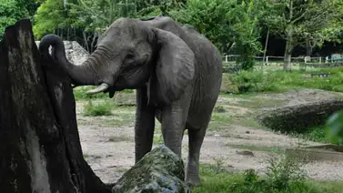 Solicitan traslado de la elefanta Ruperta a Brasil Solicitan traslado de la elefanta Ruperta a Brasil