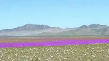 Lluvia convierte desierto de Atacama en un jardín florido (+Video) Lluvia convierte desierto de Atacama en un jardín florido (+Video)