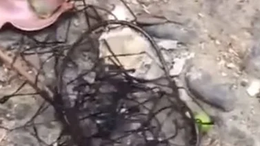 Encuentran extraña criatura en una playa de Taiwán (+Video)