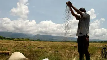 Los arroceros de Colombia comienzan este martes una huelga indefinida Los arroceros de Colombia comienzan este martes una huelga indefinida