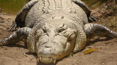 Siete muertos por ataques de cocodrilo en Ruanda al buscar agua por la sequía
