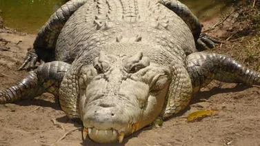 Siete muertos por ataques de cocodrilo en Ruanda al buscar agua por la sequía