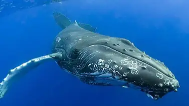 EEUU investiga inusual aumento de muertes de ballenas en Canadá EEUU investiga inusual aumento de muertes de ballenas en Canadá