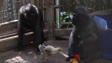 Una macaca y un pollo en una historia de amor materno en Israel (+Video)