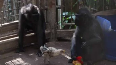 Una macaca y un pollo en una historia de amor materno en Israel (+Video)