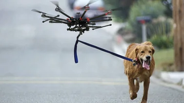 Los drones se convierten en el "segundo" mejor amigo de los perros de rescate