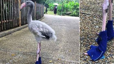 Un flamenco usa zapatos azules en un zoológico de Singapur
