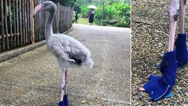 Un flamenco usa zapatos azules en un zoológico de Singapur