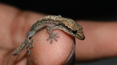 Encuentran un lagarto en a oreja de un chino