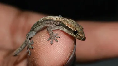 Encuentran un lagarto en a oreja de un chino