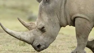 Sudáfrica inicia la primera subasta en línea de cuernos de rinoceronte (+Foto) Sudáfrica inicia la primera subasta en línea de cuernos de rinoceronte (+Foto)
