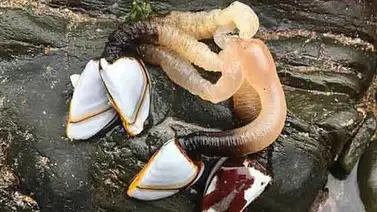 Aparecen extrañas criaturas en una playa británica (+Fotos) Aparecen extrañas criaturas en una playa británica (+Fotos)