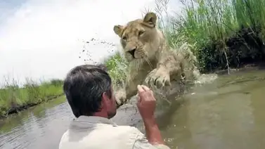 Leona abraza al hombre que le salvó la vida (+Video) Leona abraza al hombre que le salvó la vida (+Video)