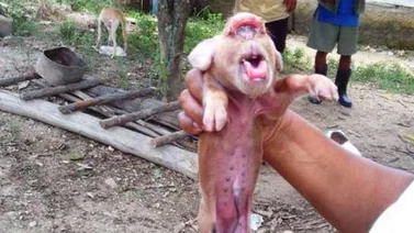 Nace en Cuba un cerdito con cara de mono (+Video)