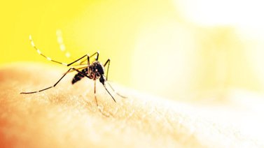 El mosquito común también puede transmitir zika, según estudio brasileño