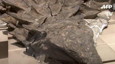 Descubren el fósil de dinosaurio mejor conservado del mundo (+Video)