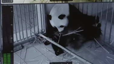 Francia espera el nacimiento de unos pandas gemelos (+Video)
