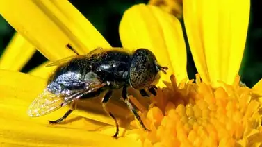 Las moscas son mejor polinizadoras que las abejas para algunas flores Las moscas son mejor polinizadoras que las abejas para algunas flores