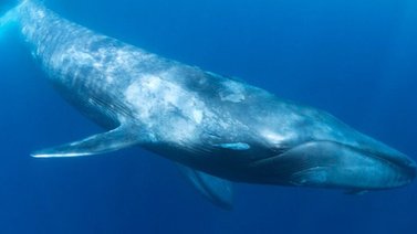 Científicos colocan marca satelital a ballena azul y mantarrayas en Galápagos