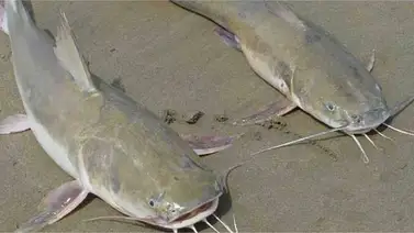 Científicos latinoamericanos identifican 2 nuevas especies de bagre marino Científicos latinoamericanos identifican 2 nuevas especies de bagre marino