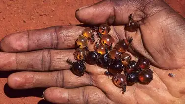 Hormigas almacenan miel en su abdomen Hormigas almacenan miel en su abdomen