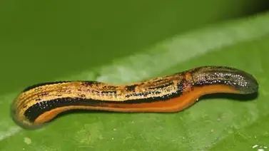 Descubren que las sanguijuelas pueden tener hasta 32 cerebros (+Detalles) Descubren que las sanguijuelas pueden tener hasta 32 cerebros (+Detalles)