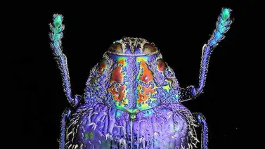 Esta macrofotografía de insectos demuestra colores nunca antes vistos (+Detalles) Esta macrofotografía de insectos demuestra colores nunca antes vistos (+Detalles)