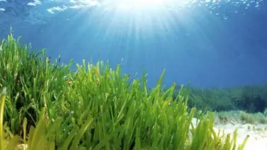 La transparencia del agua determina la mayor migración animal del planeta La transparencia del agua determina la mayor migración animal del planeta