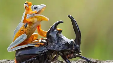 Capturan a una rana "cabalgando" sobre un escarabajo rinoceronte (+Fotos) Capturan a una rana "cabalgando" sobre un escarabajo rinoceronte (+Fotos)