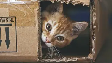 Descubre aquí de lo que es capaz el gato gracias a sus bigotes (+Detalles) Descubre aquí de lo que es capaz el gato gracias a sus bigotes (+Detalles)