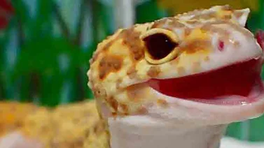 Este es el gecko de la "sonrisa eterna" que enamora a los usuarios de Instagram (+Fotos)