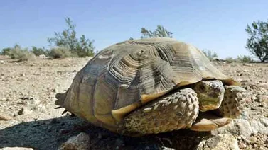 Tortugas mueren al tratar de reproducirse durante sequía