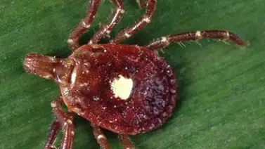 Una plaga histórica de garrapatas amenaza a EEUU Una plaga histórica de garrapatas amenaza a EEUU