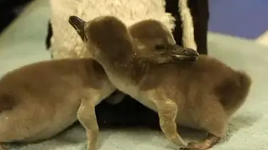 Nacen dos pingüinos en el Zoológico de Londres (+Video) Nacen dos pingüinos en el Zoológico de Londres (+Video)