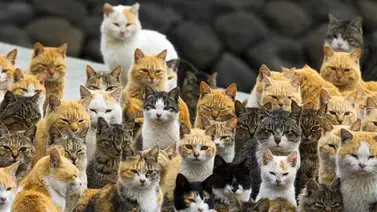 En Japón hay una isla "gobernada" por gatos (+Fotos) En Japón hay una isla "gobernada" por gatos (+Fotos)
